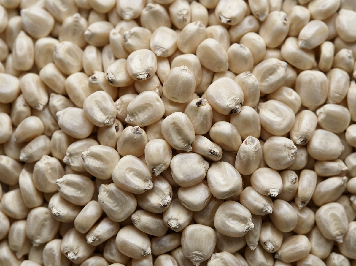 White Maize